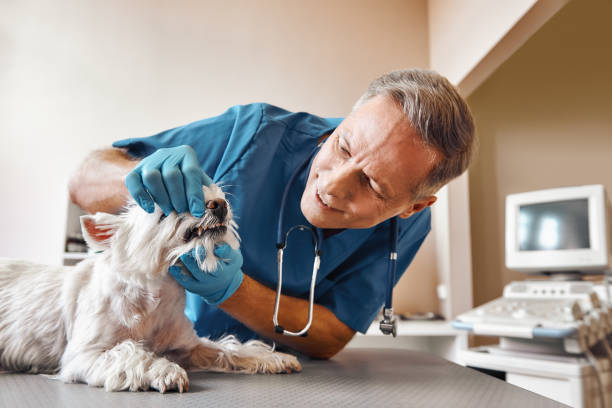 Best 24-Hour Emergency Dental Care in Newell, WV